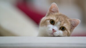 cat life improvements