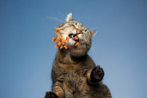 cat's balanced diets