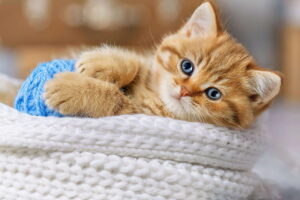 cat life improvements