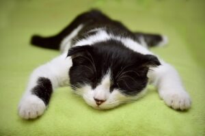 cat 2605502 960 720