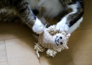 cat 6926318 960 720