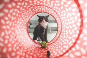 cat kitchen set 