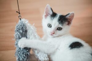 cat toy