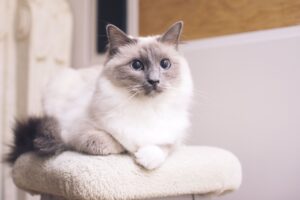 ragdoll cat lying down portrait 579000275 5c868f0146e0fb00015f8fbf