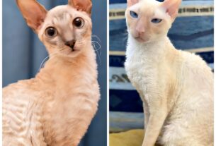 Devon Rex and Cornish Rex CATS are sitting Togather